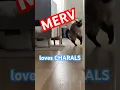 Download Lagu talking cat enjoys her boyfriend #bagagwa #heatwave #lol #catsofyoutube