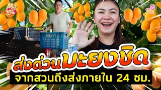 ส่งด่วนมะยงชิด จากสวนถึงส่งภายใน 24 ช.ม. I คริต-อิน-สวน