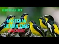 suara masteran untuk burung sikatan emas di jamin langsung nyauut !! @hobynusantara5159