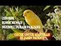 Download Lagu KENARI NGEROL DURASI PANJANG...NEMBAK RAPAT ||| COCOK BUAT MASTERAN...!!! DI JAMIN CEPAT GACOR