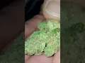 NEW DROP - TEDS BUDZ