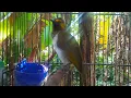 Download Lagu SUARA PIKAT BURUNG RENGGANIS/CUCAK WILIS