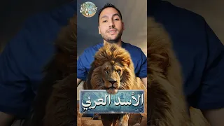 كيف انقرضت الأسود من الجزيرة العربية حيوانات معلومات أسد انقراض الجزيرة العربية 