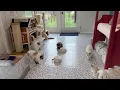Inside Our Cageless Ragdoll Cattery Wiseacres Ragdolls Breeding Program