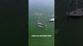 Whale Encounter Sailing the Pacific Northwest