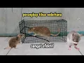 Download Lagu MEMBUAT PERANGKAP TIKUS SEDERHANA SANGAT EFEKTIF