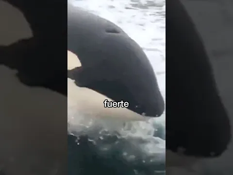 Una Ballena Golpeó nuestro Barco 🫍