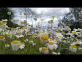 An incredibly beautiful daisy field.