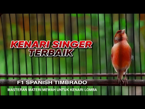 Download MP3 🔴#60 Suara jahat kenari Spanish Timbrado cengkok dan tonjolan mewah materi wajib burung kicau