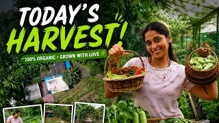 Today’s Harvest From Our Organic Vegetable Garden 🥬🫑