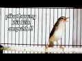 Download Lagu Pikat ciblek sawah (klik klik) ampuh🔥 atau untuk masteran