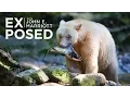 Rare SPIRIT BEARS in the Great Bear Rainforest EXPOSED Wildlife Photography EP 06