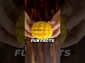 4 Shocking Mango Facts