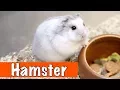 Download Lagu Alles over de hamster! | DierenpraatTV