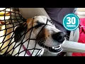 Download Lagu Try Not to Laugh CHALLENGE | 30 Minutes of Funny Dogs