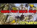 Download Lagu suara pikat brucil ribut paling ampuh ngabisin burung paling joss