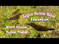 Download Lagu Suara Sogon Betina Ribut Terancam Paling Jitu