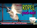 Download Lagu full 1 jam suara trucukan gacor ropel emosi saat pagi hari