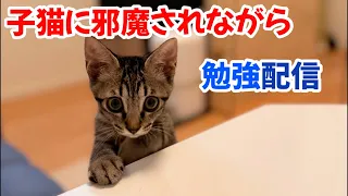 子猫に邪魔されながら勉強ライブ配信