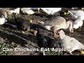 Can Chickens Eat Apples Chicken Love to Eating Apples