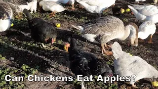 Can Chickens Eat Apples Chicken Love to Eating Apples