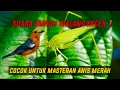 Download Lagu SUARA AMPUH WALANG KECEK‼️ || buat masteran anis merah juara. MP3