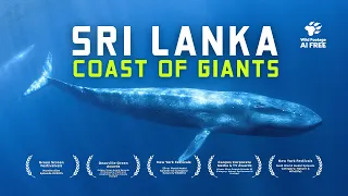 Why Ocean Giants call Sri Lanka’s Coastline Home | 4K Nature Documentary