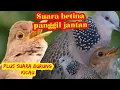 Download Lagu KABOLARASI SUARA TEKUKUR GACOR \u0026 SUARA BURUNG KICAU DI ALAM!! TERBUKTI ANPUH.