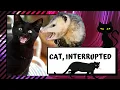 Do Cats and Possums Get Along