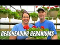 Download Lagu Deadheading Geraniums: Step-by-Step Tutorial