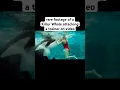 Download Lagu Scary video of a Killer Whale attack
