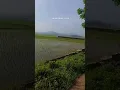 Download Lagu story wa pagi. suasana sawah. semangat