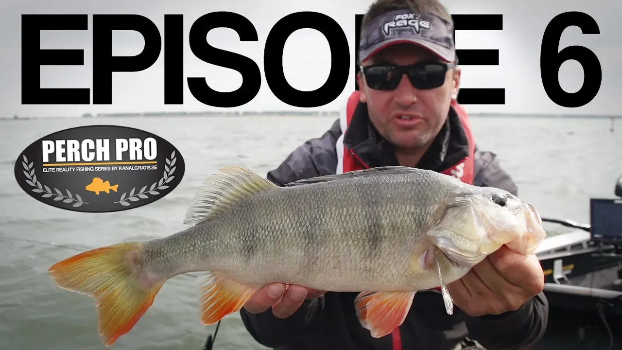 video Perch pro 5 - 2018