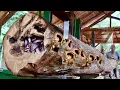 Download Lagu Fight against death! Sawing a teak log is tense, beautiful and expensive
