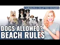 Dogs on Myrtle Beach 7 Things Every Dog Owner Must Know