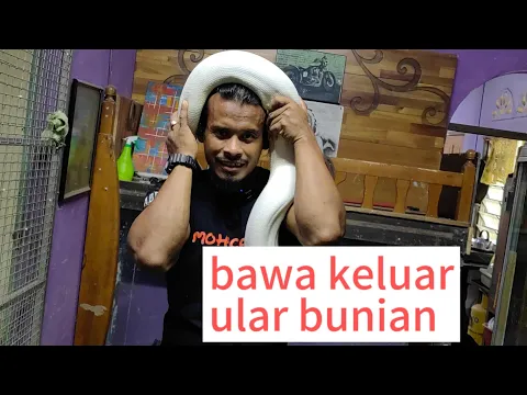 Download MP3 ular bunian makin membesar dan cuba makan lembu....