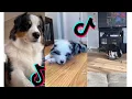 Cutest Australian Shepherd Funny and Cute Australian Shepherd Puppies and Dogs s