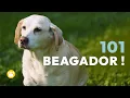 Beagador Beagle-Labrador mix 101