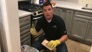 What do rats eat