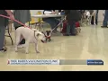 Free Rabies Vaccination Clinic