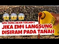 Lagu APA YANG AKAN TERJADI JIKA EM4 DISIRAMKAN PADA TANAH.? | Subur, Gembur \u0026 Sehat.? | Pupuk Organik