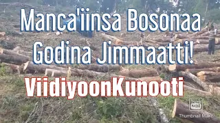 Manca Iinsa Bosonaa Godina Jimmaatti 