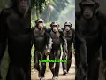 Are Humans REALLY 98.7% Chimpanzee?!