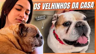 OLHA COMO ESTÃO YOGI E BOCHECHA! | A CASA DOS BICHOS