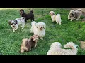 My Havanese family