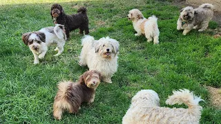 My Havanese family