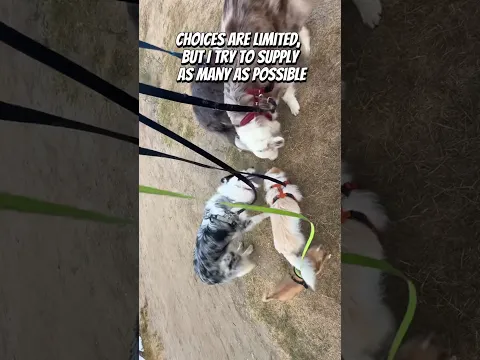 Walking 5 dogs at the same time