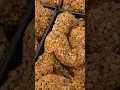 Download Lagu Lithops Bunga Asal (Afrika Selatan) #shortsvideo #viralvideo #viralshorts #flowers #facts #nature