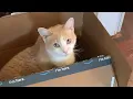 Download Lagu catbox.moe