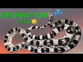 I Won t See My SNAKES For The Rest Of The Year Brumation 2025
